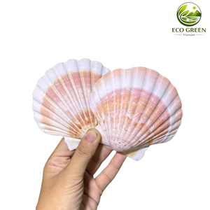 Coquilles Saint-Jacques Naturelles en Gros pour Décoration Intérieure, Artisanat de Mariage, Peinture, Vaisselle, Décoration d'Aquarium, Qualité Export - Product Image 6