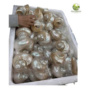 เปลือกหอยมุกสีขาวขนาดใหญ่สำหรับตกแต่งงานแต่งงาน ตู้ปลา งานฝีมือ เครื่องประดับ ขายส่งจำนวนมาก - Product Image 2