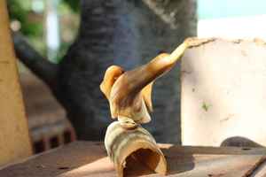 Juego de Figuras de Aves de Cuerno de Búfalo Natural de Primera Calidad para Decoración del Hogar y Regalo de Inauguración a un Precio Económico - Product Image 4