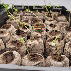 Pellets de Fibra de Coco para Plantas Más Vendidos 2026, Pellets de Fibra de Coco Jiffy Pequeños de 35 mm y 42 mm, Medio de Cultivo Ecológico - Product Image 6