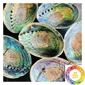 Coquilles d'ormeaux entières pour projets d'artisanat, mosaïques, formes découpées sur mesure et produits décoratifs - Product Image 6