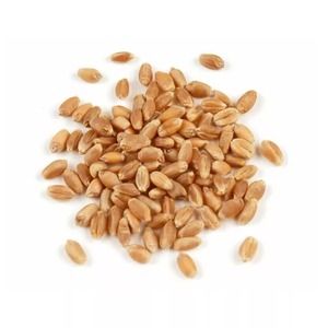 Grano de Trigo Integral Orgánico Preparado con Agricultura Natural, Calidad Garantizada y Empaque Seguro para Exportación para Importadores y Compradores de Alimentos a Granel - Product Image 3