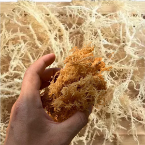 Meilleur prix d'usine pour l'algue marine séchée naturelle Eucheuma Cottonii, qualité supérieure, commande en gros, fabriquée au Vietnam - Product Image 3