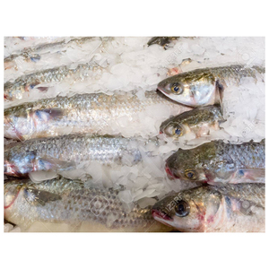 Frozen Whole Red Tilapia <b>Fish</b> for Food Industry - Product Image 1