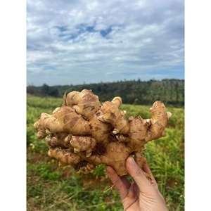 JENGIBRE FRESCO LAVADO DE CÚRCUMA EN BOLSA DE VIETNAM FÁBRICA REBANADAS SECAS JENGIBRE CÚRCUMA VENTA CALIENTE JENGIBRE FRESCO - Product Image 2