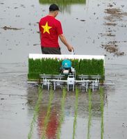 Semoir de précision thermique à essence Van Lang 6 rangs 20 cm pour petites surfaces, machine à planter les légumes multi-rangs