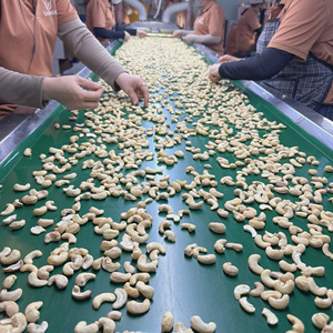 Venta al por Mayor de Nueces de Anacardo de Alta Calidad de Kenia, WW180, Nueces de Anacardo Orgánicas de Vietnam Exportadas a Asia y Medio Oriente - Product Image 1