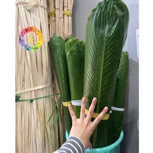 Feuilles de Dong vertes surgelées, prix attractif, feuilles pour emballage alimentaire ou décoration, grande taille, Vietnam, IQF, qualité supérieure, emballage sous vide - Product Image 3