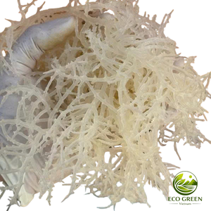 <b>Dried</b> Sea <b>Moss</b> Raw Natural Seaweed for Gel Production Smoothie Detox Drink Ingredient Bulk Supply Food Processing Industry - Product Image 4
