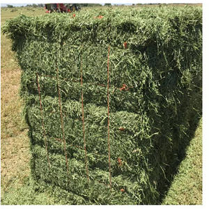 Foin d'alfalfa non OGM en vrac pour les distributeurs étrangers, les grossistes et les usines de transformation d'aliments pour animaux - Product Image 3