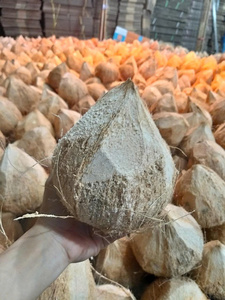 Coco maduro sin cáscara, nueces de coco secas para mayoristas (WA +84914319488) productor de cocos - Product Image 2