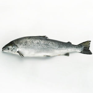 Filete de salmón congelado, salmón fresco y congelado del Atlántico, cabeza de salmón congelada entera en venta - Product Image 3