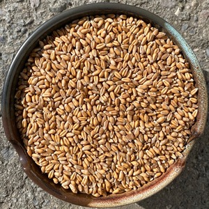 Suministro a granel de grano de trigo para alimentación animal e industria panadera, con grano de trigo limpio y procesado para mercados de exportación. - Product Image 3