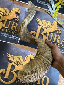 Shofar en corne de bélier Kudu, shofar en corne de bélier poli, shofar artisanal naturel, instrument en corne de bélier, shofar en corne de Kudu, shofar juif, 29 pouces - Product Image 4