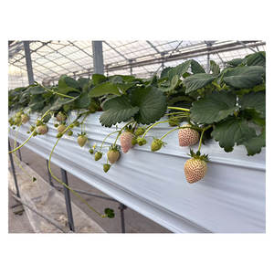 Fresa Japonesa de Calidad Brillante, Altamente Calificada, Seleccionada con Cuidado, Dulce y Fresca - Product Image 1