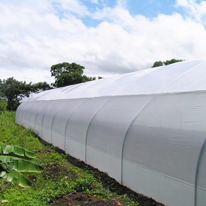 Increase Yield and Quality with Large PE Film <b>Agricultural</b> <b>Greenhouses</b> - Product Image 4