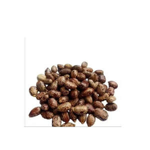 1KG Graines de ricin brutes, sauvages, entièrement matures, séchées, pures, neuves, pour herbes - Product Image 2