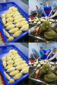 DP ทุเรียนแช่แข็งพร้อมใช้ฉลากส่วนตัวแหล่งกำเนิดของเวียดนาม - Product Image 5