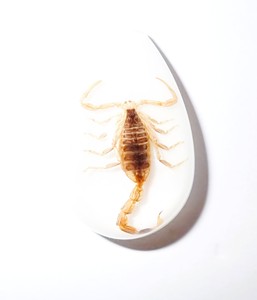 Golden Scorpion Real Specimen Plastic Cabochon Pear Shape Cut <b>Top</b> 33x22 mm White Flat Bottom for Crafts and Jewelry Making - Product Image 3