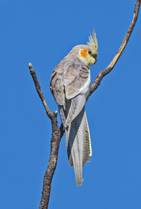 Cockatiel Live Birds for Aviculture Breeding Ornamental <b>Aviaries</b> and Wholesale Supply for Bird Farms - Product Image 3