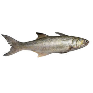 Nuevas filetes de pescado de alta calidad: salmón, tilapia reina y filetes de salmón congelados a granel - Product Image 6