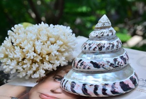 Coquillage naturel Aquarium Aménagement paysager Lacs Filtration Coquille d'huître crue Coquillage séché et propre/Gros coquillage à vendre - Product Image 3