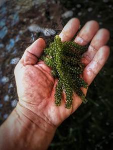 การส่งออกระดับพรีเมียม-องุ่นทะเลอบแห้ง/คาเวียร์สีเขียว: รวมคุณภาพและราคาไม่แพง - Product Image 2