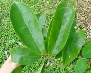 ชาใบฝรั่ง (Annona Muricata) ออร์แกนิค 100% ไม่เติมน้ำตาล  หมักด้วยวิธีธรรมชาติ  25 ซองชา/กล่อง  ส่งออกจากเวียดนาม - Product Image 3