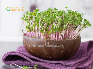 Discos de Fibra de Coco para Germinación de Semillas y Cultivo de Microgreens |   Tamaños Personalizados |   Suministro al por Mayor de Eco2go Vietnam - Product Image 6