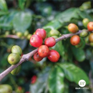 FOURNISSEUR VIETNAMIEN de Grains de Café Arabica Bruts - Grade 2-3 - Prix de Gros les Plus Bas - Emballage en Vrac Échantillon Gratuit & Faible MOQ - Product Image 1