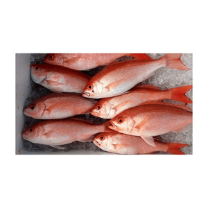 ปลาทะเลสีแดงแช่แข็งแบบเฉพาะปลาทะเลสีดำ/ แดงแช่แข็ง - Product Image 6