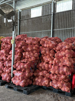 Verse kokosnoot met volle schil, witte pulp, tropisch fruit voor voedselservice, palletverpakking