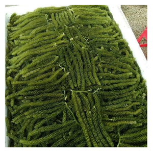 Uvas de Mar Deshidratadas Premium, Fabricante de Vietnam, Pedidos al por Mayor con Marca Privada para Negocios de Importación - Product Image 1