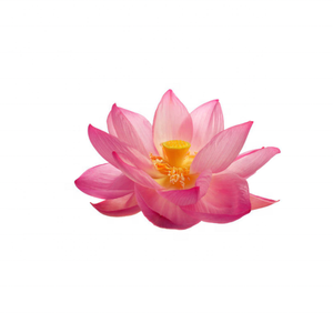 LOTUS ABSOLUTE Pure Essential Oil Flower Serum Loción Cuidado del cabello Grado superior Compra a granel los aceites de mayor reputación de la India - Product Image 4