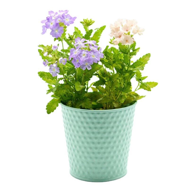 ตามที่แสดง