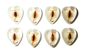 Scorpion doré, spécimen réel, cabochon en plastique en forme de cœur 17x21 mm, fond plat, pour artisanat et fabrication de bijoux - Product Image 6