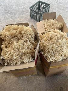 OEM Golden wildcraft mousse de mer sans sel/mousse de mer crue en gros/Eucheuma cottonii algues bon prix de haute qualité 2025 - Product Image 5