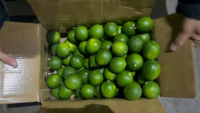 Récolte de citrons frais sans pépins du Vietnam Saveur naturellement sucrée et acidulée Qualité durable Emballé pour l'exportation dans le monde entier