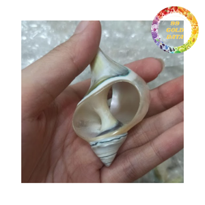 Servilletero de Concha Marina Natural para Decoración de Cenas Elegantes y Banquetes - Product Image 6