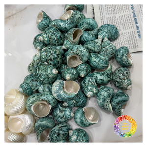 Coquillages Turbo Burgess de haute qualité, polis, au toucher réel, en provenance du Vietnam, nouveaux, pour la décoration de la maison, fournitures de bricolage, disponibles à l'exportation - Product Image 3