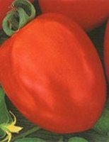 Graines de tomates Moon Star GALA OPV, pureté 99%, germination 85%, 1 KG MOQ, durée de conservation de 2 ans