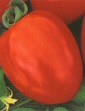 Semillas de Tomate GALA OPV, 99% de Pureza, 85% de Germinación - Product Image 2