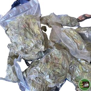 Feuilles de corossol séchées de qualité export, matière première végétale propre pour tisanes et ingrédients de boissons, provenant du Vietnam - Product Image 1