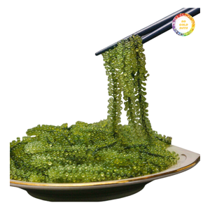 Raisins de mer vert vif, récolte quotidienne fraîche - Product Image 2