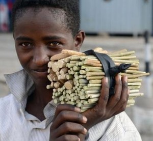 Celestial Organic HerboGate Miswak Stick Fresh Breath Hygiene Plaque <b>Control</b> Herbal Tooth Cleaning Natural Teeth Whitening - Product Image 4