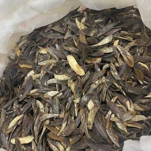 ¡OFERTA ESPECIAL! Extracto de fragancia de operculum de Murex puro y sostenible, material para incienso, precio al por mayor, Vietnam - Product Image 3