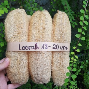 BEST PRICE 100% <b>NATURAL</b> RAW LOOFAH <b>SPONGE</b> BRUSH for BODY EXFOLIATING VIETNAM VIETDELTA Whole Sales - Product Image 3