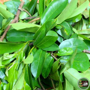 Feuilles de corossol séchées d'origine vietnamienne, matière première naturelle pour la production de boissons et la fabrication de thé - Product Image 3