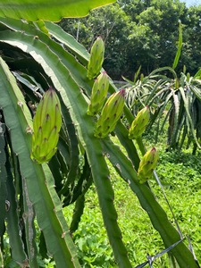 <span class=keywords><strong>Fruit</strong></span> du Dragon Blanc Naturel Frais VIETFAP du Vietnam 100% Goût Doux et Rafraîchissant <span class=keywords><strong>Fruit</strong></span> <span class=keywords><strong>de</strong></span> Luxe - Product Image 3