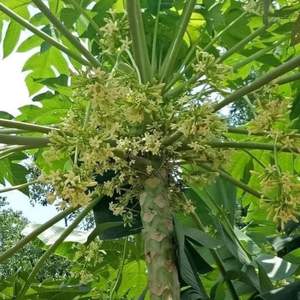 Fleur de papaye séchée de haute qualité, un remède naturel à base de plantes. Fleur de papaye séchée pour le thé et les tonifiants, aux bienfaits incroyables. - Product Image 6